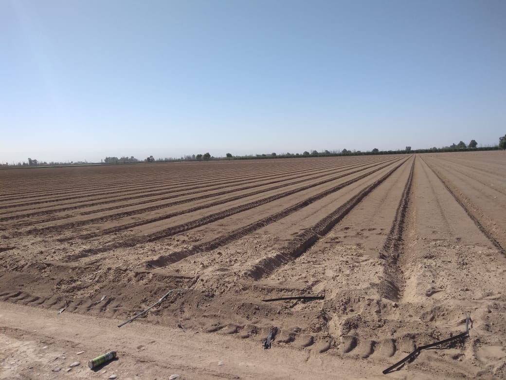 Formadora de Cama y colocación de cintas de riego